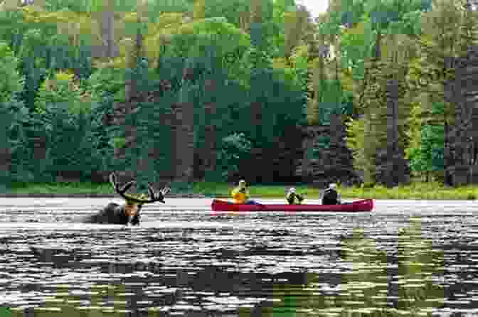 A Canoeist Paddles Through A Serene Lake In Algonquin Park One Mad Moose And A Crazy Goose