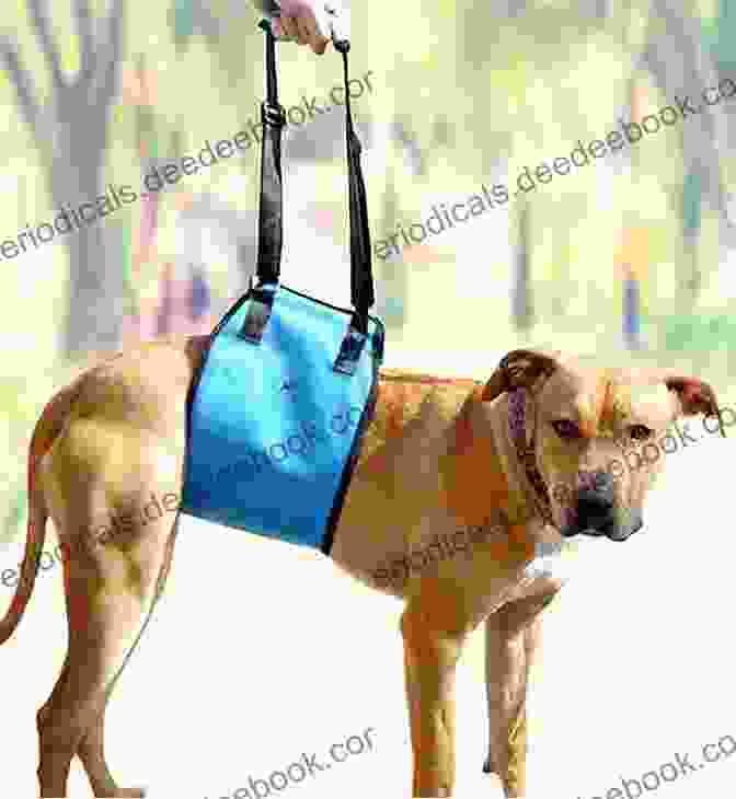 A Dog Carrying A Woman In A Wheelchair Carry The Dog Stephanie Gangi