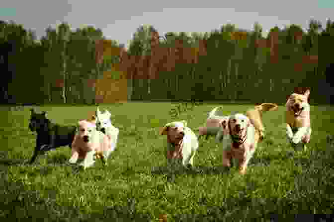 A Group Of Dogs Running Through A Field With The Sun Setting Behind Them Off The Chain: One Gone To The Dogs