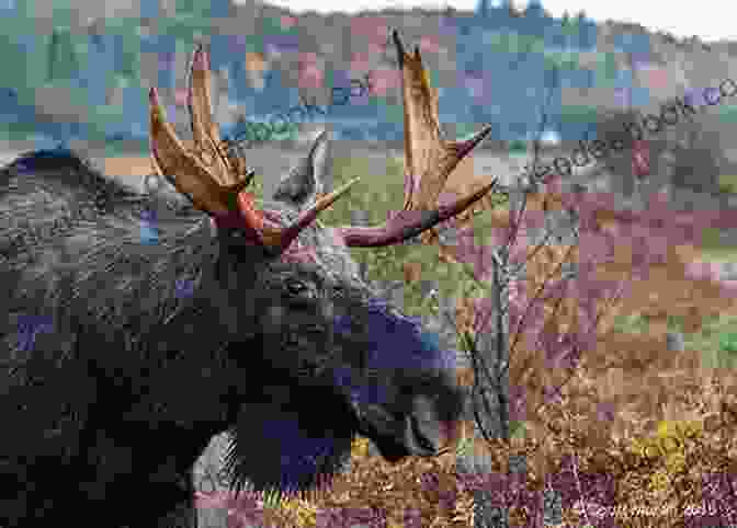 A Magnificent Moose Stands In A Clearing In Algonquin Park One Mad Moose And A Crazy Goose