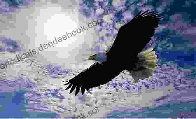 A Majestic Eagle Soaring Through The Sky Hunting Eagles Delores Phillips
