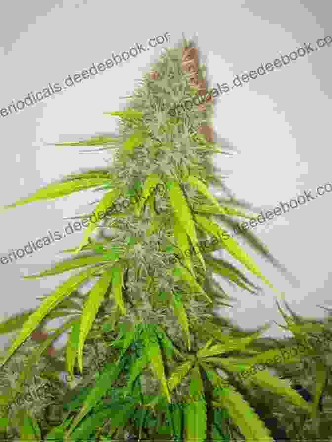 A Photo Of Critical Mass And Jack Herer Cannabis Strains Critical (Jack Stapleton Laurie Montgomery 7)