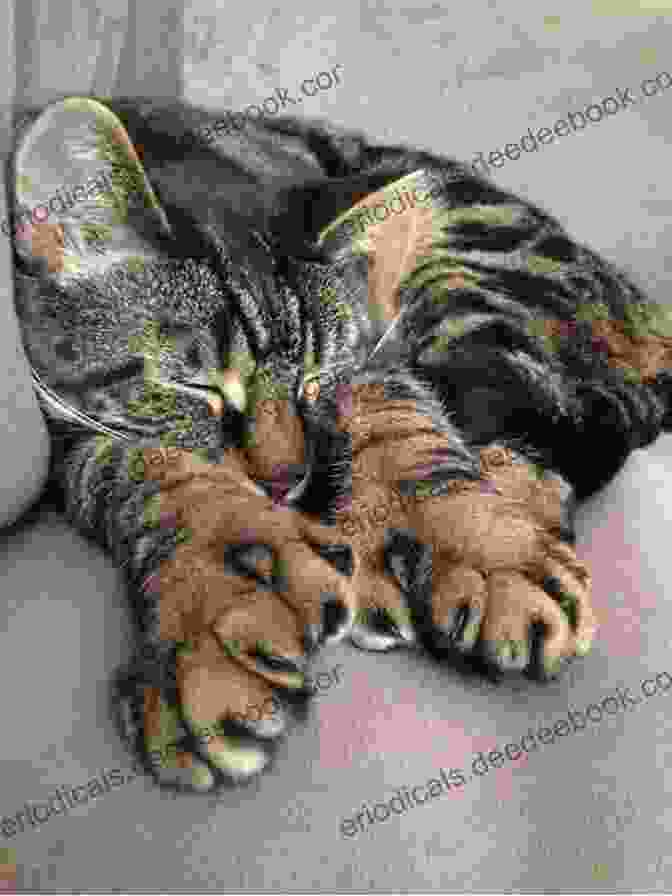 A Polydactyl Cat With Extra Toes Hemingway S Cats Lindsey Hooper