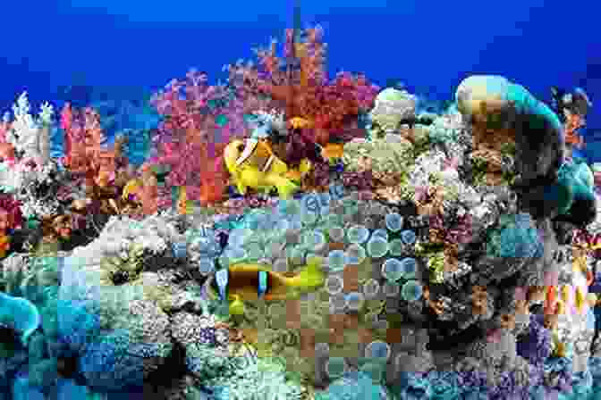 A Vibrant Coral Reef Teeming With Marine Life In The Red Sea. The Red Sea Ecosystem And Fisheries (Coral Reefs Of The World 7)