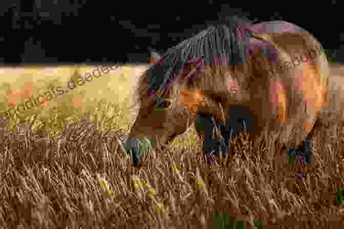 A Wild Mustang Grazing In A Field Mestengo: A Wild Mustang A Writer On The Run And The Power Of The Unexpected