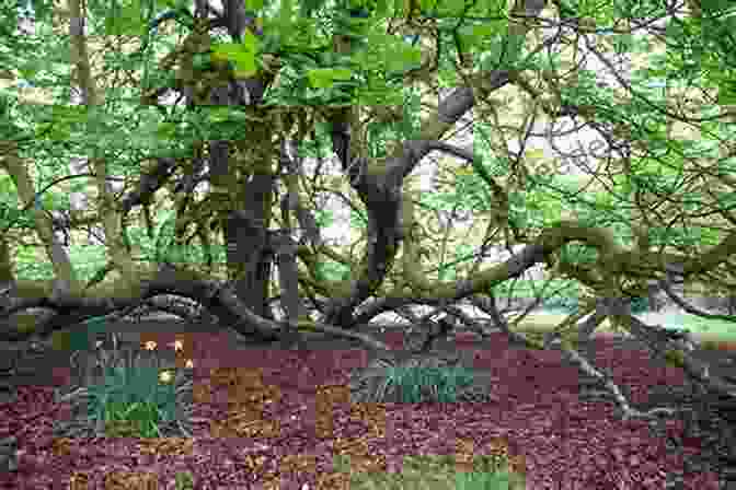 Aerial View Of A Sprawling Forest With Ancient Trees A Tree In Time (Tree Spirits In Time 1)