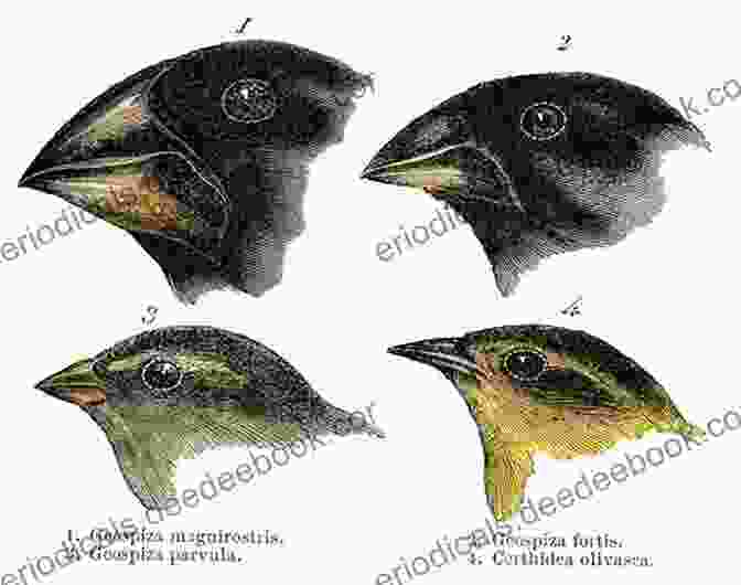An Illustration By Macdonald Depicting The Species Of Mockingbirds On The Galápagos Islands, Which Played A Crucial Role In Darwin's Theory Of Natural Selection. Mary Marston George MacDonald