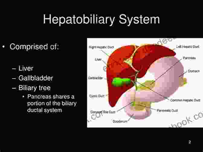 Anatomical Diagram Of The Hepatobiliary System Fundamental Anatomy For Operative General Surgery