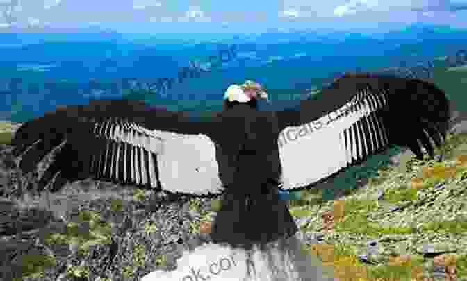 Close Up Of An Andean Condor In Flight Discovering North Of Chile By Car: Illustrated Tales Of A Journey Among Andes Volcanoes And The Pacific Coast