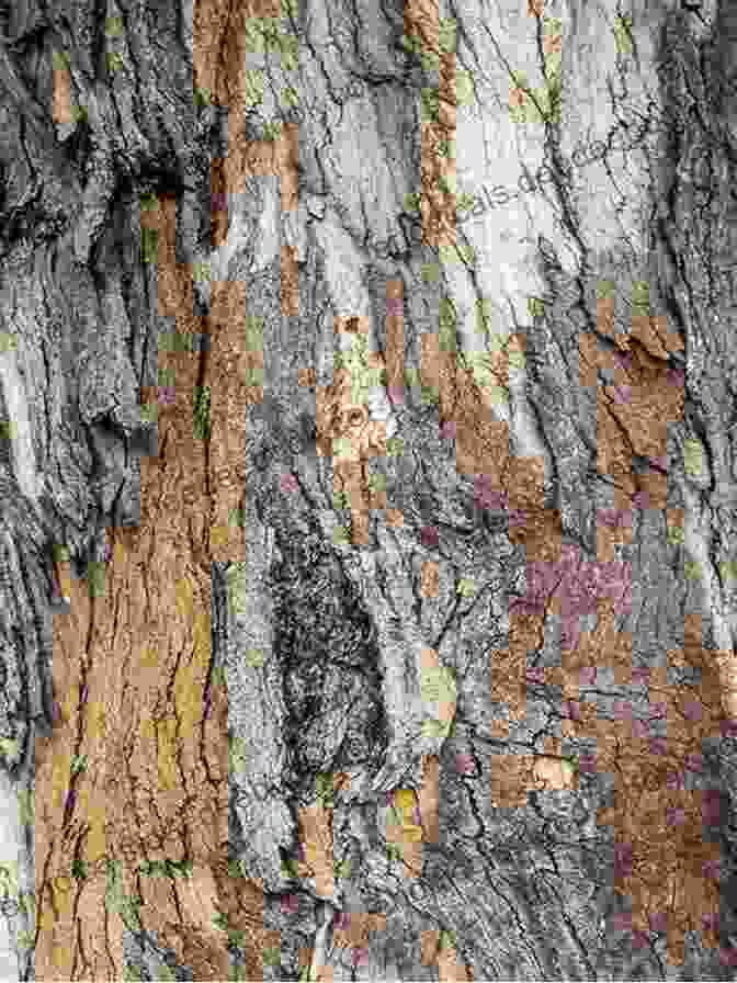 Close Up Of Tree Bark With Intricate Patterns A Tree In Time (Tree Spirits In Time 1)