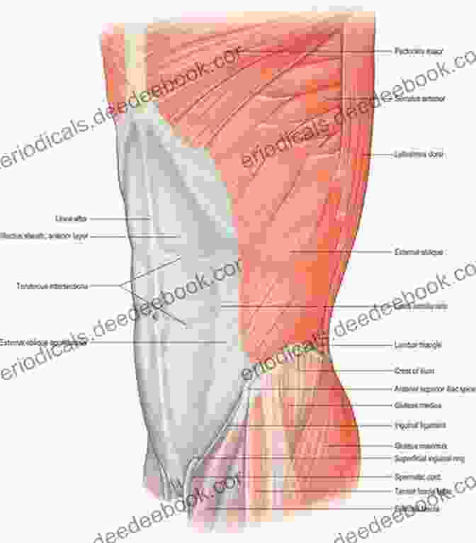 Detailed Illustration Of The Abdominal Wall's Anatomical Structures Fundamental Anatomy For Operative General Surgery