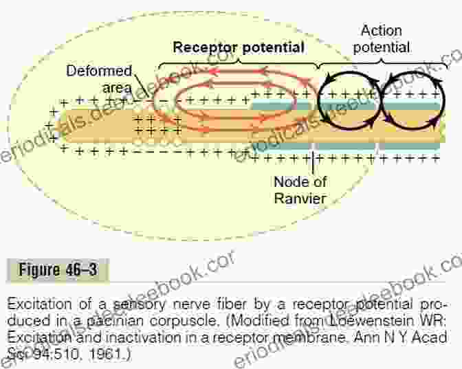 Diagram Of A Sensory Receptor Transducing A Stimulus Into An Electrical Impulse Sensation And Perception (Gray Matter)