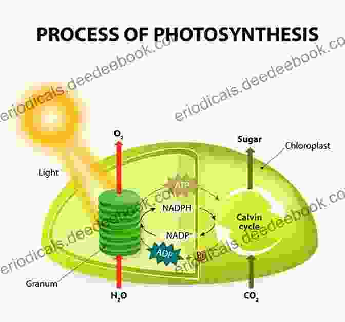 Diagram Of Photosynthesis Process Plant Physiology And Bio Jove Chambers