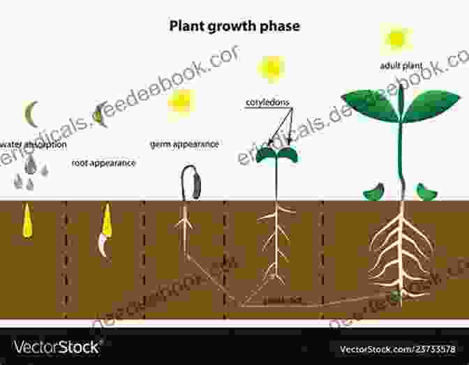 Diagram Of Plant Growth And Development Plant Physiology And Bio Jove Chambers