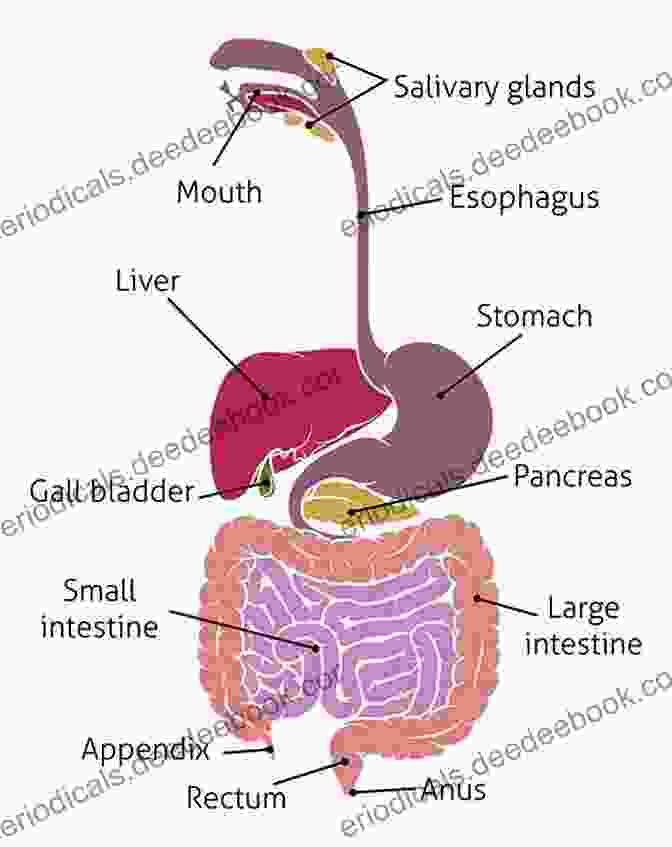 Diagram Of The Gastrointestinal Tract And Its Major Organs Fundamental Anatomy For Operative General Surgery