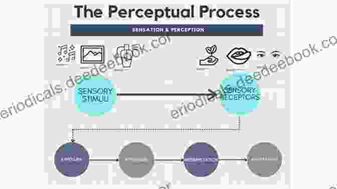 Flowchart Depicting The Stages Of Perceptual Processing, From Sensory Input To Cognitive Interpretation Sensation And Perception (Gray Matter)