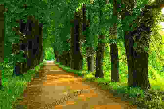 Forest Path Lined With Towering Trees A Tree In Time (Tree Spirits In Time 1)