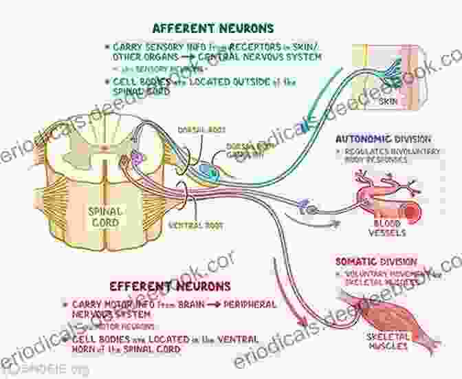 Illustration Of The Afferent Pathways Transmitting Sensory Signals To The Brain Sensation And Perception (Gray Matter)