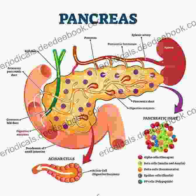Illustration Of The Pancreas And Its Anatomical Subdivisions Fundamental Anatomy For Operative General Surgery