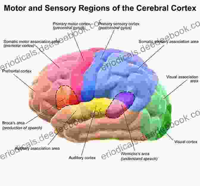 Map Of The Sensory Processing Areas In The Cerebral Cortex Sensation And Perception (Gray Matter)