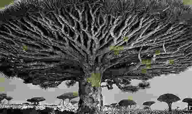 Photographer Capturing The Beauty Of An Ancient Tree A Tree In Time (Tree Spirits In Time 1)