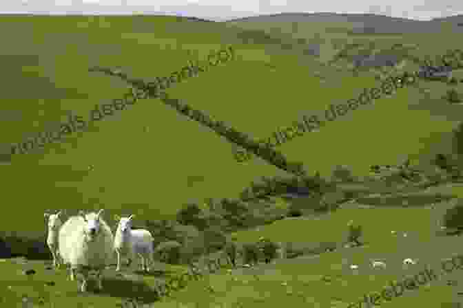 Rolling Green Hills And Sheep Grazing In The Tranquil Countryside Of Wales Tourist Europe 2: The British Isles Wales Scotland Ireland (Ultimate 2024 4)