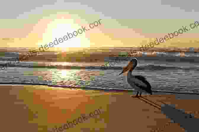Sunrise Over Pelican Beach, Casting A Golden Glow On The Sandy Shores And Glistening Ocean Sunrise At Pelican Beach (Pelican Beach 5)